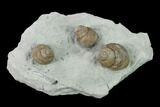 Three Gastropod (Cyclonema) Fossils Mounted On Shale - Ohio #138846-1